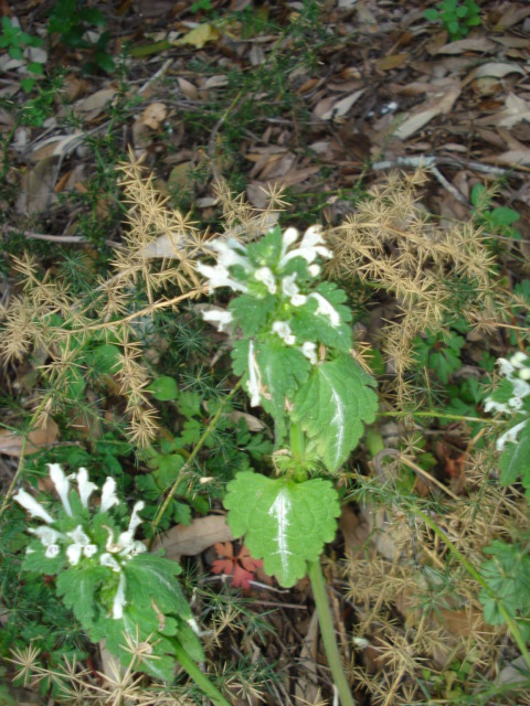 Lamiacea bianca...Lamium bifidum