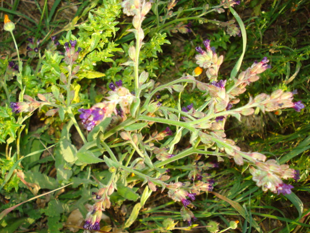 Fiorellini viola intenso...- Anchusa undulata