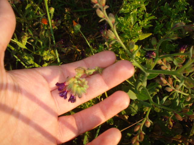 Fiorellini viola intenso...- Anchusa undulata