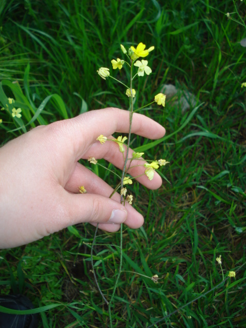 Diplotaxis muralis? no, Bunias erucago