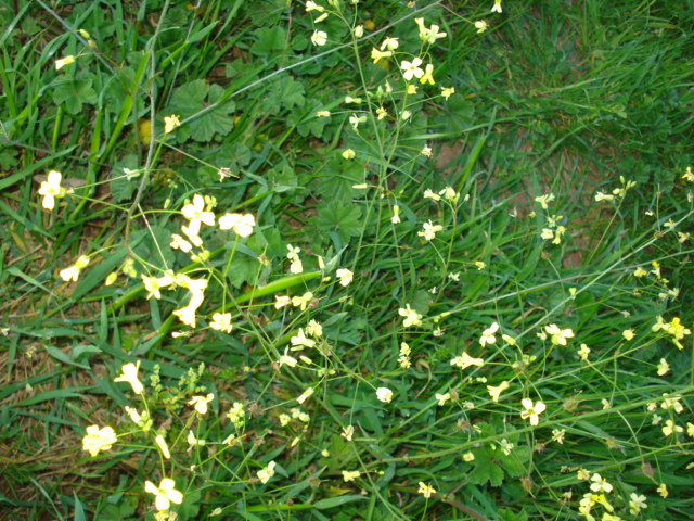 Diplotaxis muralis? no, Bunias erucago