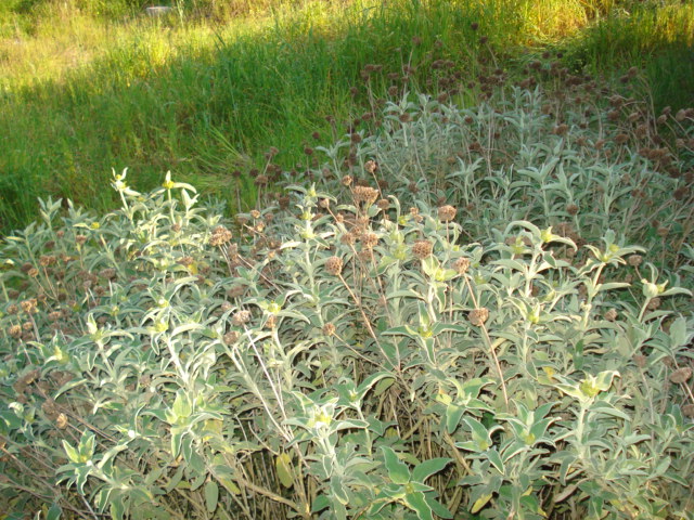 Phlomis fruticosa