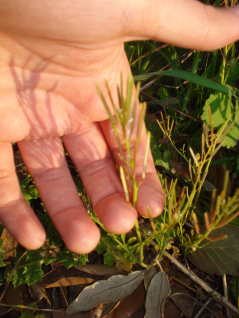 Cardamine hirsuta