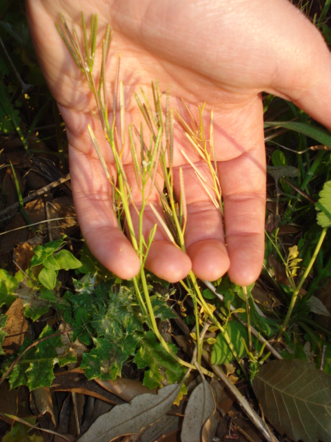 Cardamine hirsuta