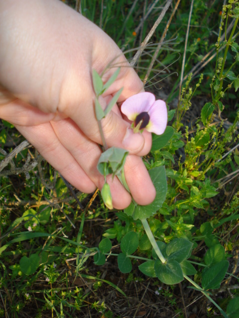 Leguminosa - Pisum sativum subsp. elatius