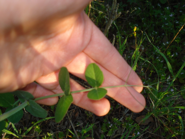 Leguminosa - Pisum sativum subsp. elatius