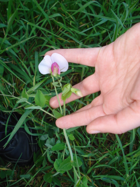 Leguminosa - Pisum sativum subsp. elatius