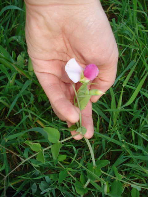 Leguminosa - Pisum sativum subsp. elatius