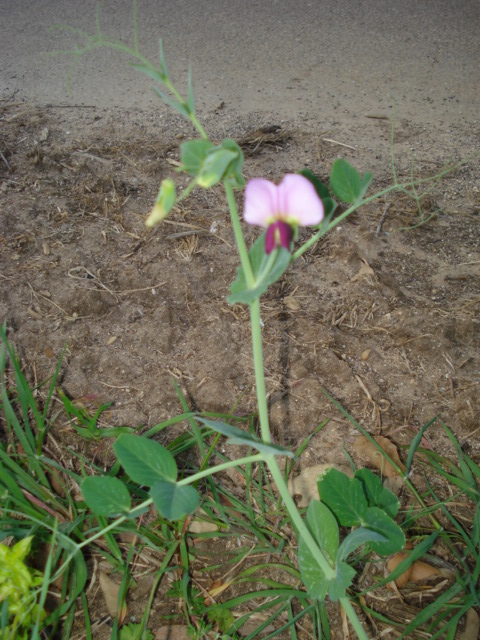 Leguminosa - Pisum sativum subsp. elatius