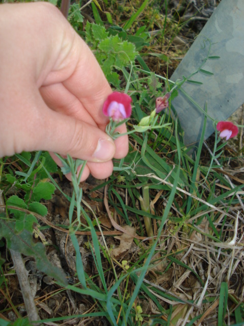 Lathyrus? - Lathyrus clymenum