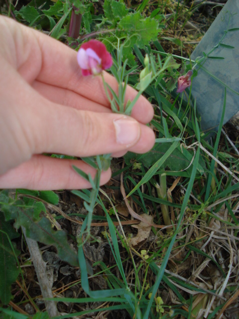 Lathyrus? - Lathyrus clymenum