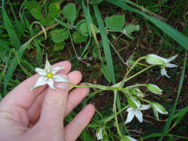 Ignota! - Ornithogalum umbellatum