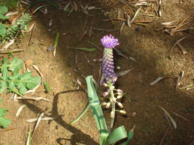 Muscari comosum