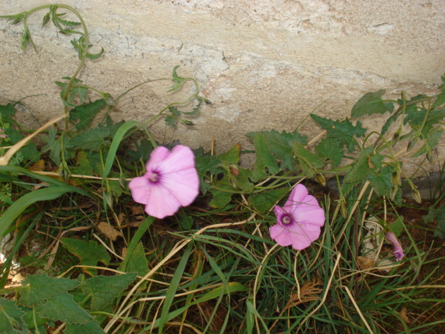 Convolvulus althaeoides / Vilucchio rosso