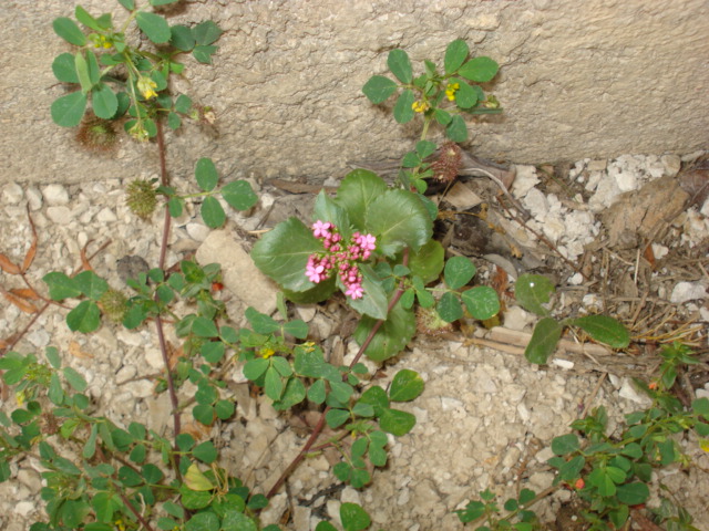 Centranthus macrosiphon / Camarezza tubulosa