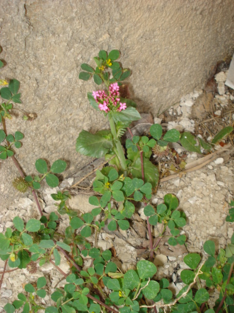Centranthus macrosiphon / Camarezza tubulosa