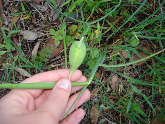 Frutti di Hermodactylus tuberosus  (=Iris tuberosa)