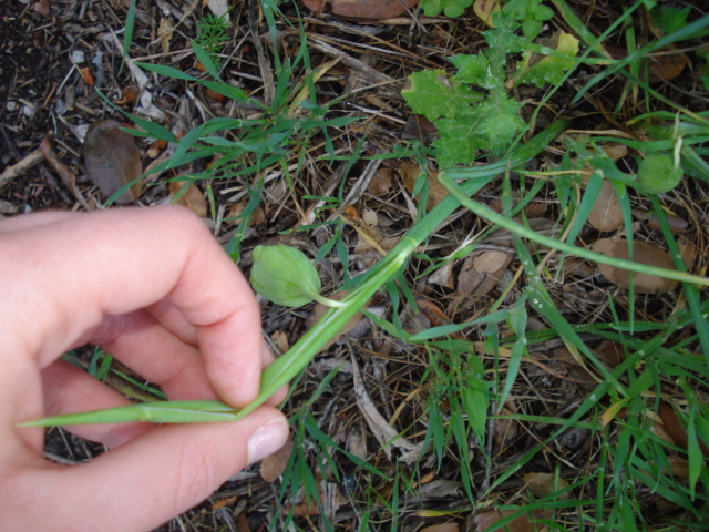 Frutti di Hermodactylus tuberosus  (=Iris tuberosa)