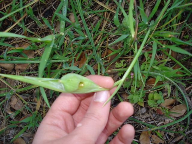 Frutti di Hermodactylus tuberosus  (=Iris tuberosa)