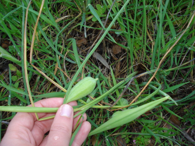 Frutti di Hermodactylus tuberosus  (=Iris tuberosa)