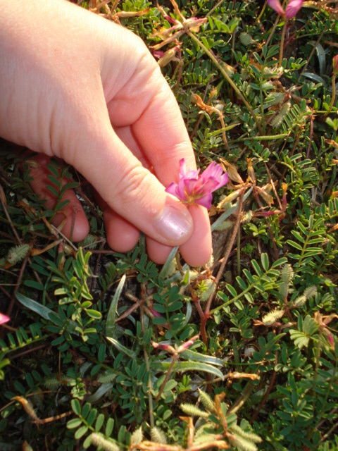 Sulla  capitata (=Hedysarum glomeratum)