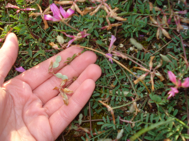 Sulla  capitata (=Hedysarum glomeratum)