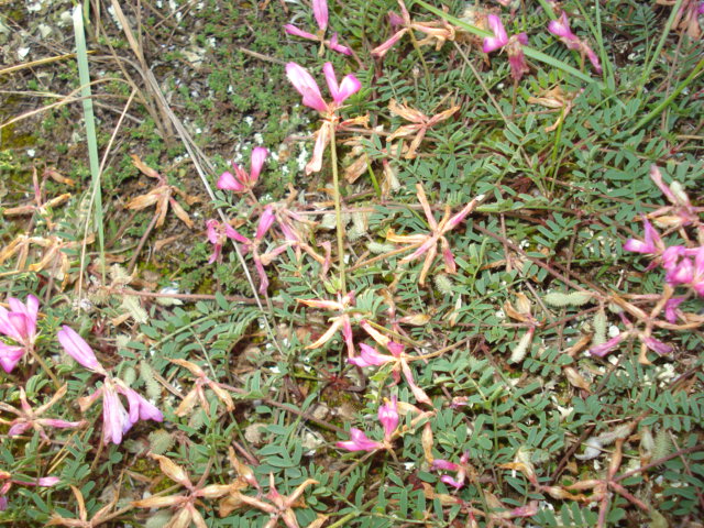 Sulla  capitata (=Hedysarum glomeratum)