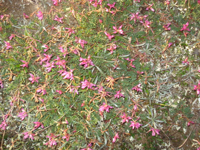 Sulla  capitata (=Hedysarum glomeratum)