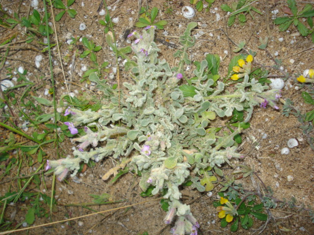 Matthiola tricuspidata (L.) R. Br.