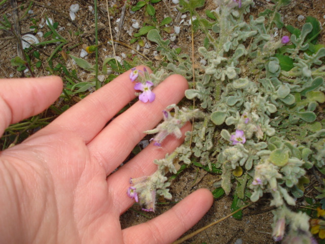 Matthiola tricuspidata (L.) R. Br.