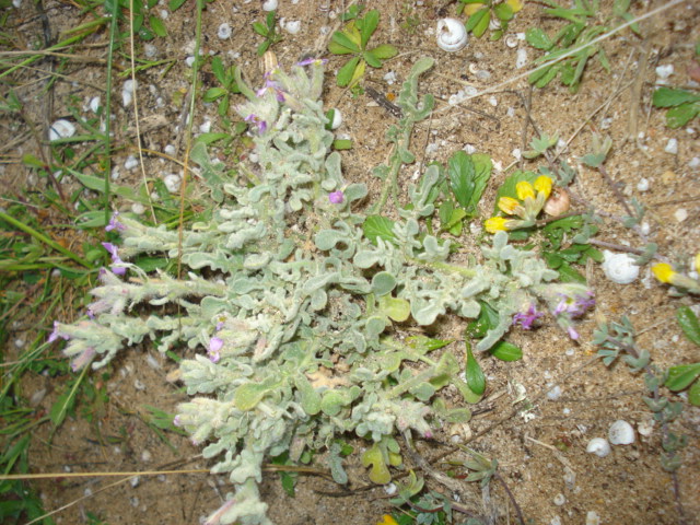 Matthiola tricuspidata (L.) R. Br.