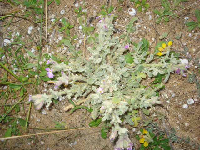 Matthiola tricuspidata (L.) R. Br.