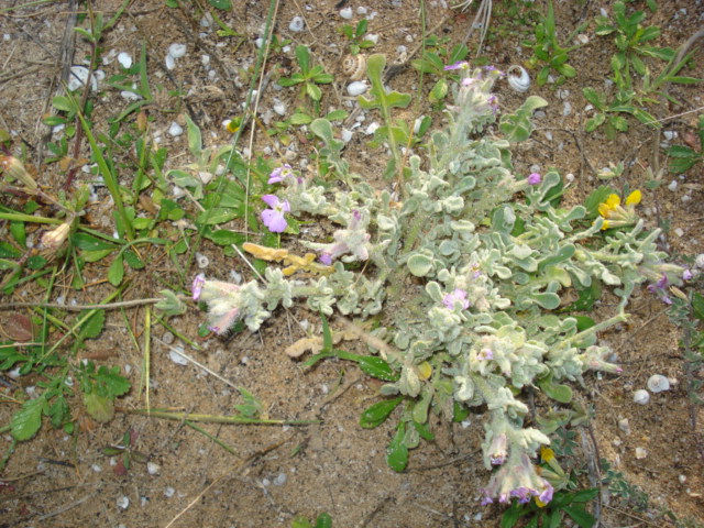 Matthiola tricuspidata (L.) R. Br.