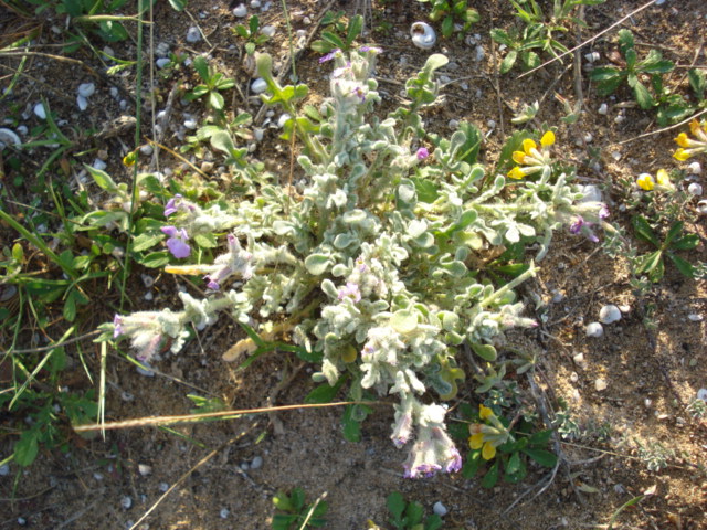 Matthiola tricuspidata (L.) R. Br.