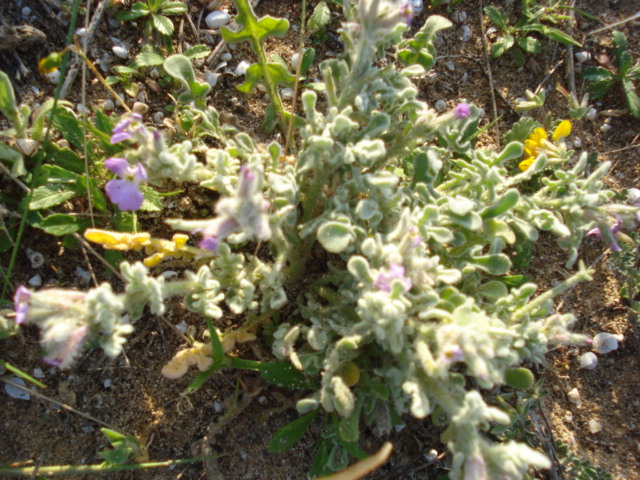 Matthiola tricuspidata (L.) R. Br.