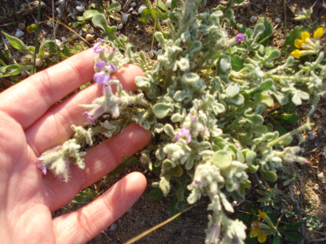 Matthiola tricuspidata (L.) R. Br.