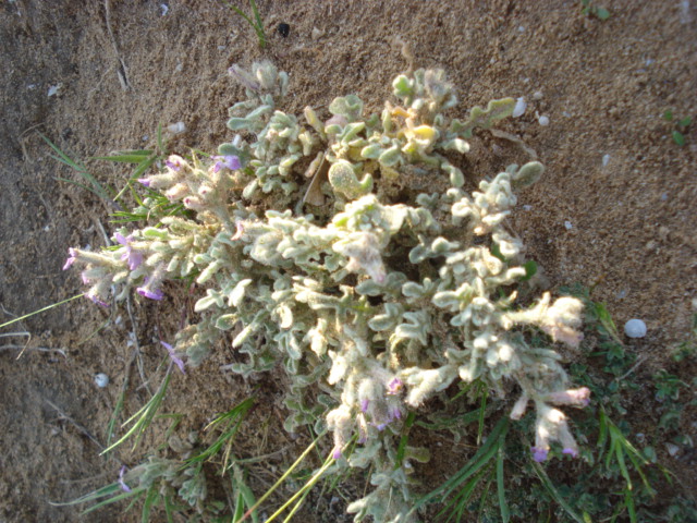 Matthiola tricuspidata (L.) R. Br.