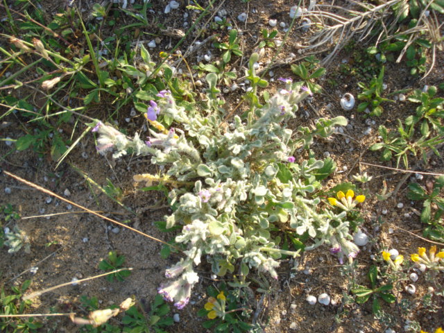 Matthiola tricuspidata (L.) R. Br.