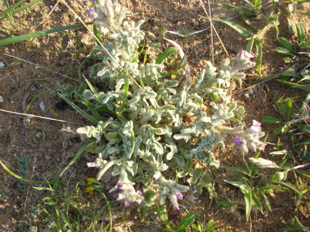 Matthiola tricuspidata (L.) R. Br.