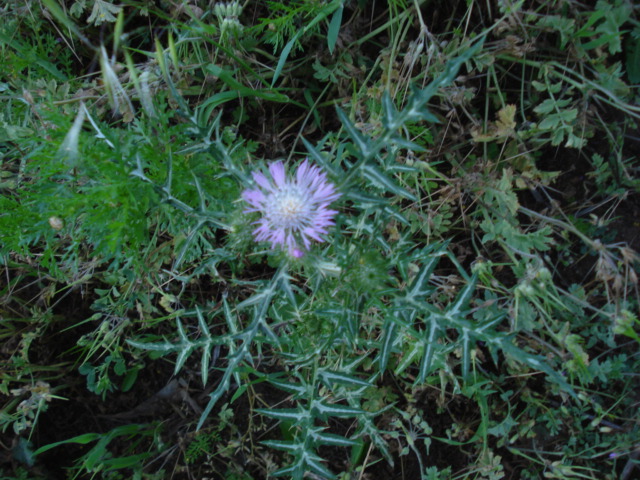 Cardo mariano?- No. Galactites tomentosus