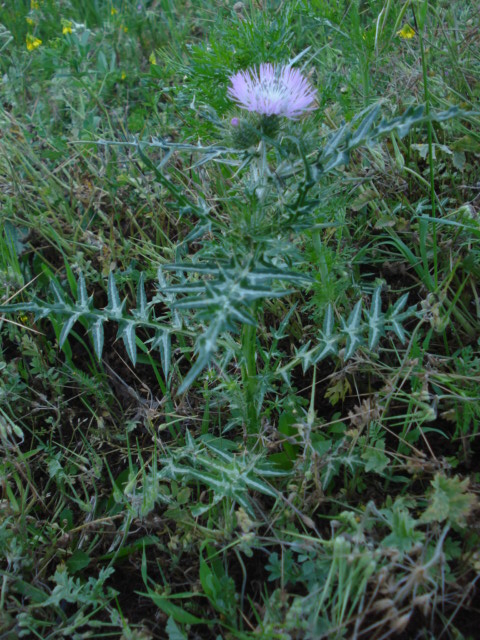 Cardo mariano?- No. Galactites tomentosus