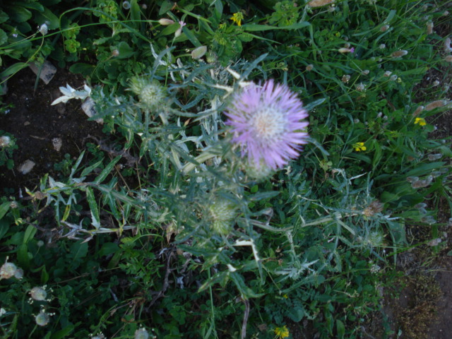 Cardo mariano?- No. Galactites tomentosus