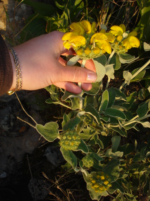 Phlomis fruticosa