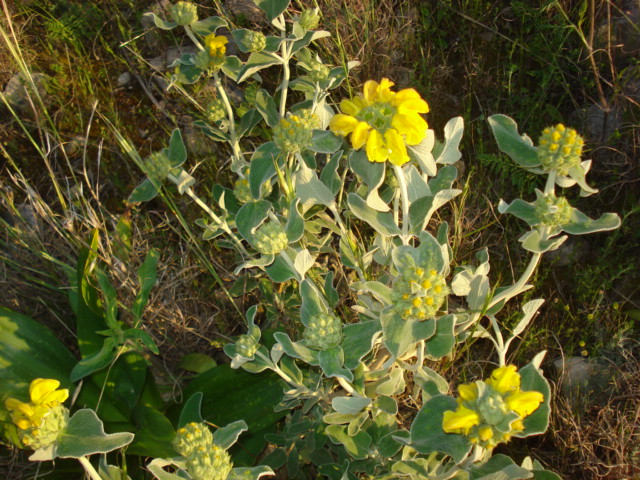 Phlomis fruticosa