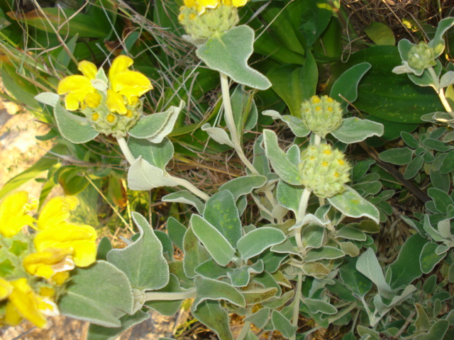 Phlomis fruticosa