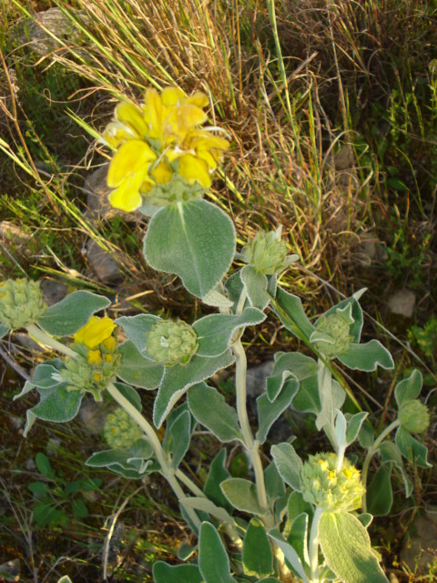 Phlomis fruticosa