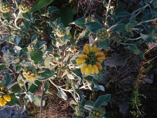 Phlomis fruticosa