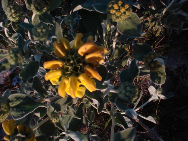 Phlomis fruticosa