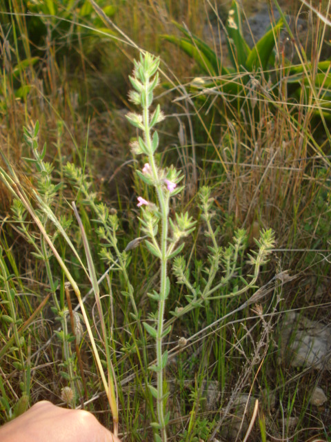 Micromeria graeca