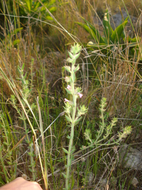 Micromeria graeca